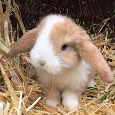 Er ist neugierig und aufmerksam, liebt es draußen zu sitzen und vor allem: Jenny S Sweetwidderfarm Posts Facebook