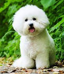 Pin By Megan Dineen On Adorableness Bichon Frise Dogs Bichon Frise Puppy Bichon Frise