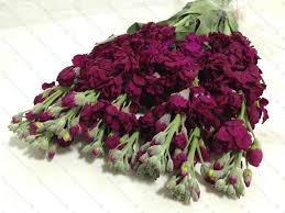 Look At The Birds Of The Air And The Flowers Of The Field Reddish Purple Stock Mathiola Raw Pictures Fresh Flowers Flowers