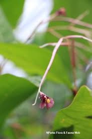 Image result for Marantochloa purpurea