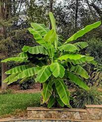 Maybe you would like to learn more about one of these? Musa Basjoo Japanese Banana