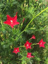 Image result for Ipomoea quamoclit