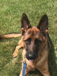Our dogs excel in competition sports, service roles. Lagrange Ky German Shepherd Dog Meet Ted A Pet For Adoption