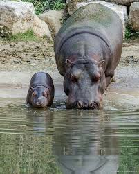 Momma And Baby Hippo By A Natureza E Os Animais Baby Hippo Hayvan Bebekler Sevimli Hayvan Yavrulari