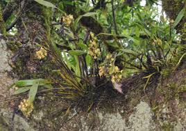 Image result for Polystachya albescens