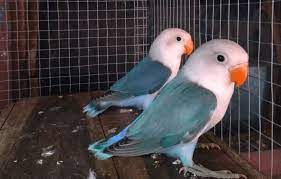 Mengetahui Cara Mengatasi Lovebird Tidak Masuk Glodok Burung Liar Gambar Burung Burung Cantik