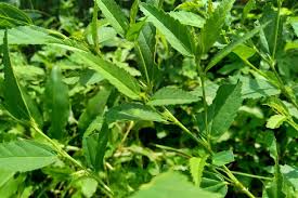 Teh herbal untuk asam urat. 9 Tanaman Herbal Untuk Mengobati Asam Urat Halaman All Kompas Com