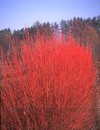 This ornamental landscaping dogwood tree has clusters of white flowers growing in rounded flower heads. Cardinal Red Osier Dogwood Red Twig Dogwood Twig Dogwood Dogwood Shrub