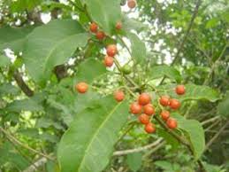 Image result for Rauvolfia vomitoria