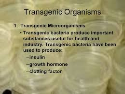 Conditional gene knockouts as well as inducible control of transgene expression. V Applications Of Genetic Engineering A Transgenic Organisms Transgenic Organisms An Organism Described As Transgenic Contains Genes From Other Species Ppt Download