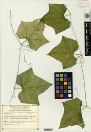 Image result for Anisophyllea quangensis