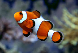 Pin By Simon Lagah On Underwater Clown Fish Marine Fish Colorful Animals