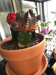 How long will moon cactus live? Saved This Moon Cactus Will The Colors Come Back Cactus