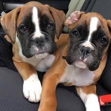 Join millions of people using oodle to find unique used cars for sale, apartments for rent, jobs listings, merchandise, and other classifieds in your neighborhood. Wisson Boxer Puppies For Sale Home Facebook