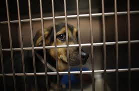 To learn more about each adoptable dog, click on the i icon for some fast facts, or click on their name or photo for full details. Animal Shelters Around The Country Are Offering Low Or Free Adoptions