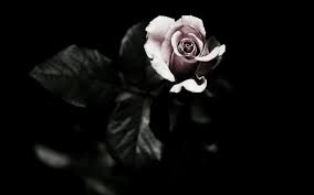 Download the background for free. Pin By Sara On Destroyer Of Light Dark Flowers Pink Rose Flower Rose