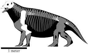 Image result for Monactinocephalus