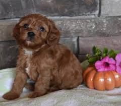 Cavapoos have boomed in popularity because they have such an amicable and winning personality. Cavapoo Cavoodle Puppies For Sale In Il Dreamcatcher Hill Puppies