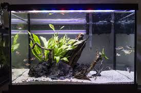 A Freshwater Aquascape Island Aquarium Aquascape Aquarium Fish Planted Aquarium