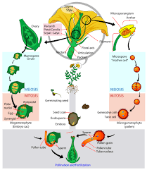 plant reproduction biology 1520