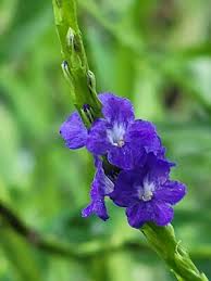 Image result for Stachytarpheta