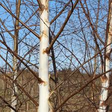 Download free birch tree images from our collection of stock photos. Betula Pendula Silver Birch Tree Mail Order Trees