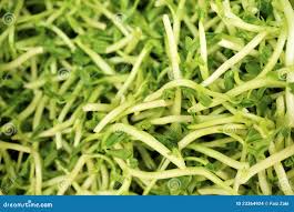 Green Bean Sprouts stock photo. Image of natural, seed - 23364924