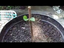 Starting fruit trees from cuttings. How To Grow Fruit Trees From Cuttings By Rick Gunter Youtube