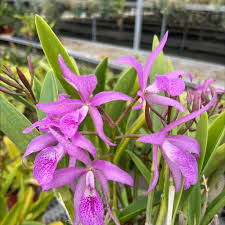 Image result for Mayaca baumii