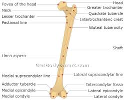 A medial epicondyle fracture is an avulsion injury of the attachment of the common flexors of the forearm. Femur Bone Or Thigh Bone Labeled Posterior View Femur Bone Muscle Greater Trochanter