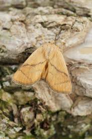 Image result for Apoda limacodes