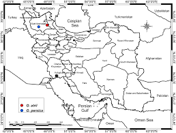 Image result for Cystostemon hispidissimus