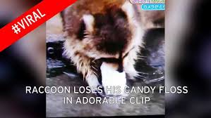 When the machinery goes out of control, it initially starts snowing cotton candy, but soon, tornadoes made of it ensue. Watch Moment Hapless Raccoon Tries To Wash His Candy Floss Meal With Confusing Result Mirror Online