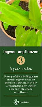 Ingwer Pflanzen Ingwer Ernten Die Ingwerpflanze Kann Nicht Nur Als Schone Zierpflanze Verwendet Werden Ingw Ingwer Anpflanzen Ingwer Pflanzen Ingwerpflanze