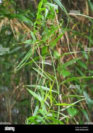 Image result for Flagellaria guineensis