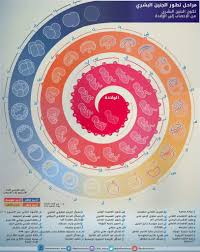 مراحل تطور الجنين hashtags ugs plates