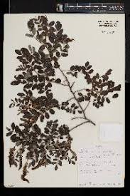 Image result for Kotschya uguenensis