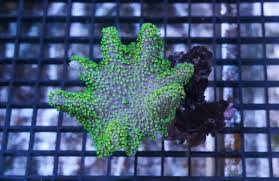 Devil's Hand Leather Coral: Green Polyps - Soft Corals - Coral