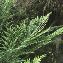 Image result for Dryopteridaceae