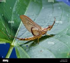 Image result for Ephemeridae