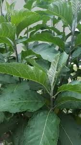 Image result for Dissotis brazzae