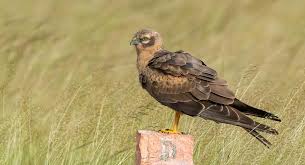 Harriers arrive with the onset of winter to shrinking grasslands - The Hindu