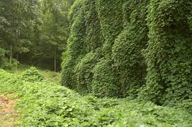 Invasive plants threaten native plant health and biodiversity in both agricultural and natural systems in maryland. Kudzu Control Missouri Department Of Conservation