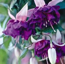 Pin On Purple Flowers Oh So Beautifully Captivating