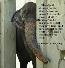 Pin By Rita Nielsen Bosier On Born In The U S A Animal Quotes Animal Rights Elephant