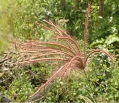 Image result for Chloris pilosa