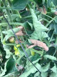 Image result for tomato seedling botrytis