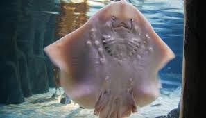 Menurut gw ini merupakan meme yg cukup dewa mengingat keberadaannya yg sudah lebih dari meme ikan pari sebagai hoax itu sendiri pertama kali terjadi karena cara pengawetannya yang agak tidak biasa. Menyoal Narasi Azab