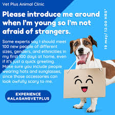 Check spelling or type a new query. Vet Plus Animal Clinic Home Facebook