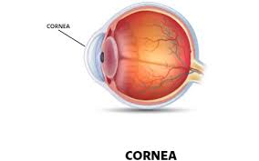Image result for Cornea